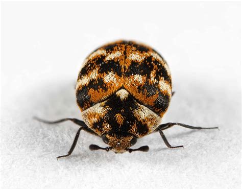 Carpet Beetle Control Six Brothers Pest Control
