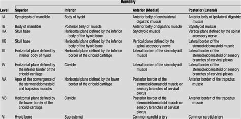 Anatomical Structures Defining The Boundaries Of The Neck Levels And