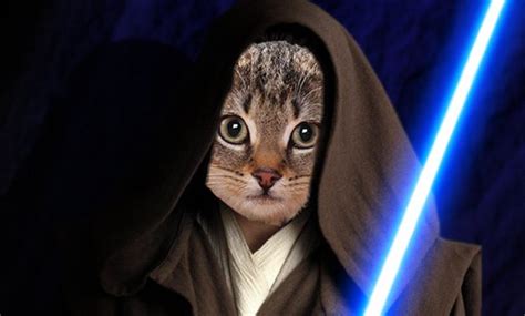 Star Wars Episode Vii The Force Awakens Is Your Cat A Jedi