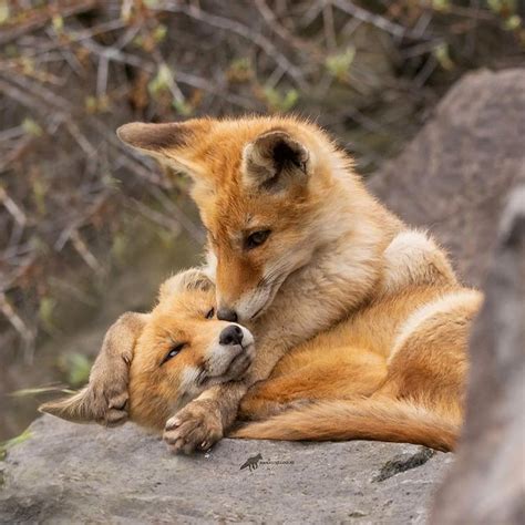 Foxes Wildlife And Nature Na Instagramu Sibling Love Have A Great