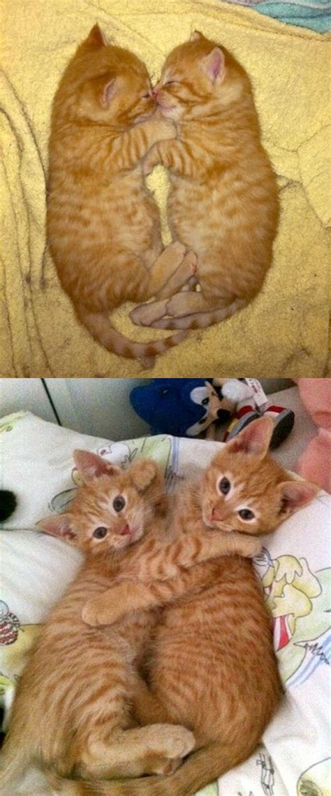 Cats Then And Now 24 Pics Amazing Creatures