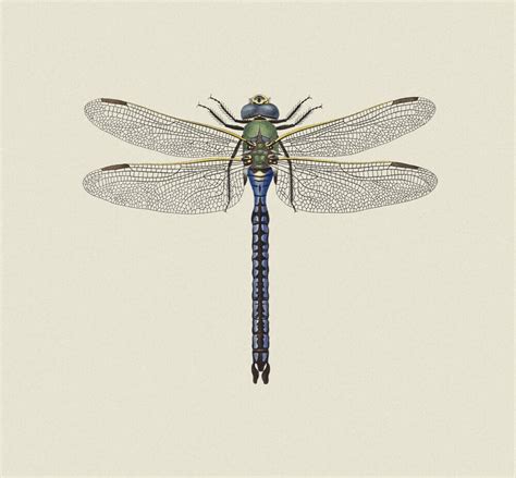 Dragonfly 3 Art Prints Surfaceview