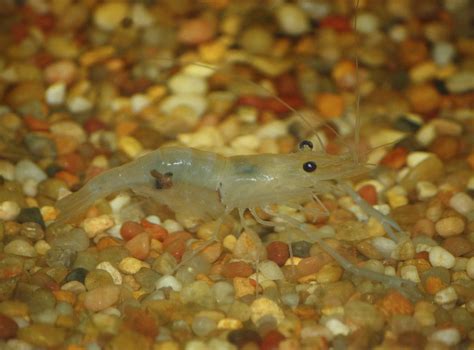 15 Popular Freshwater Shrimp Species With Pictures Complete Guide
