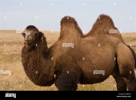 Mongolian Camel two humps Stock Photo - Alamy