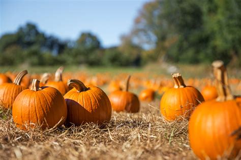 Pumpkin Patch Play Near Annapolis Pirate Adventures