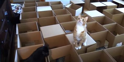 Watch 2 Lucky Cats Explore A Maze Of 50 Cardboard Boxes Buy A Kitten