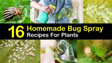 Besides being painful and annoying, certain insect bites or stings if you prefer to avoid any mixing and wish to use essential oils only, remember to reapply a few drops every hour, as the body will naturally sweat the. Bugs On Plants: 16 Homemade Bug Spray Recipes For Plants