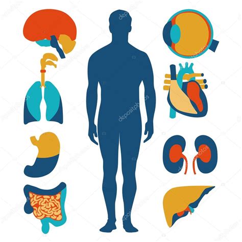 Flat Design Icons For Medical Theme Human Anatomy Huge Collection Of