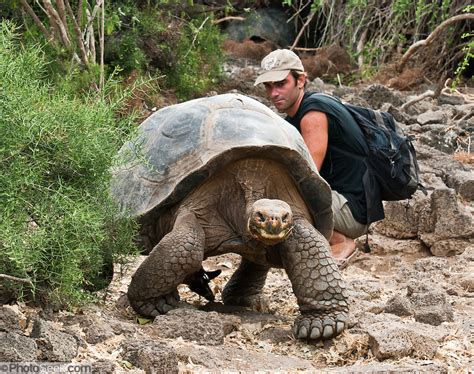 Galapagos Giant Tortoise Charles Darwin Research Station Santa Cruz