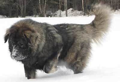 This big dog grows to weigh between 100 and. 20 Amazing Facts About the Russian Bear Dog