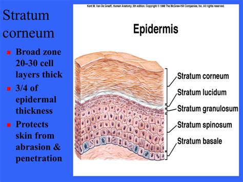 Ppt The Integumentary System Powerpoint Presentation Free Download