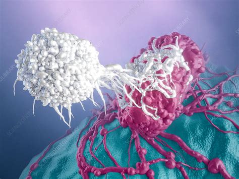 T Cell Attacking Cancer Cell Illustration Stock Image C0342581