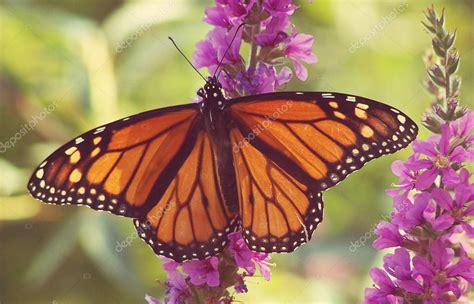 Monarch Butterfly On Purple Flowers — Stock Photo © Graphicphoto 53615447