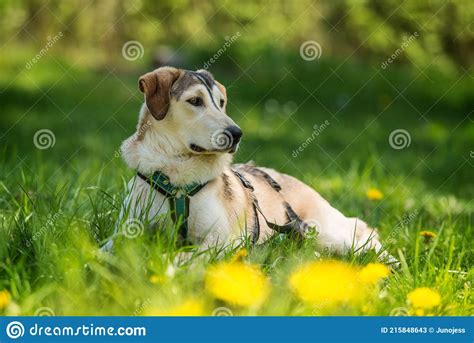 Cross Breed Dog In Nature Background Stock Image Image Of Background