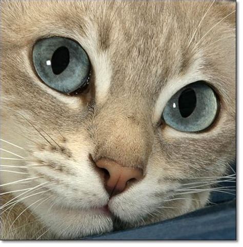 Those Turquoise Eyes Beautiful Cats Cute Cats Pretty Cats