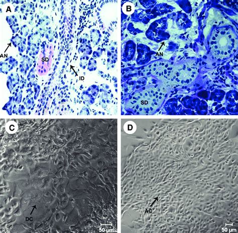 Glandular Morphology And Isolation Of Acinar And Ductal Cells From