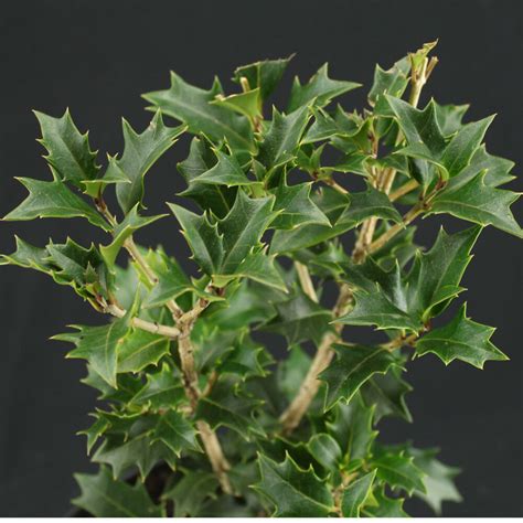 Holly Osmanthus 910