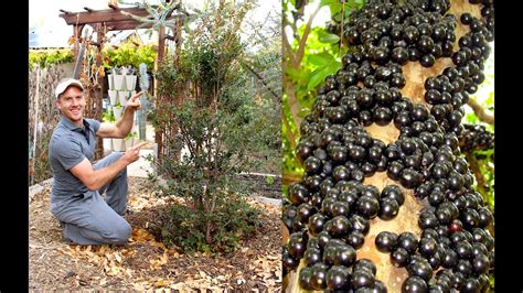 Plinia cauliflora, the brazilian grapetree, jaboticaba or jabuticaba, is a tree in the family myrtaceae, native to minas gerais, goiás and são paulo states in brazil. How to Plant & Grow a Jabuticaba Tree (Brazilian Grape ...