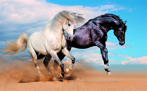 Images Horses Running 2 Sand Animals 3840x2400