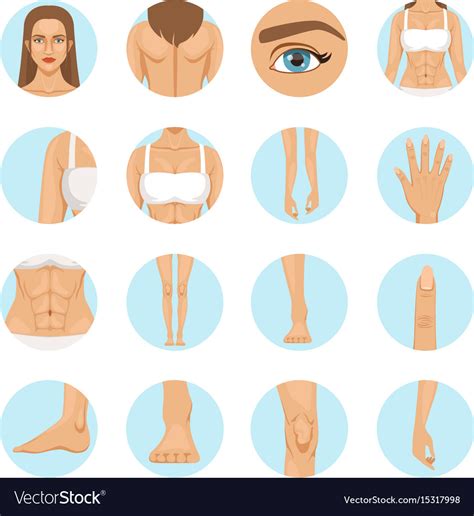 Woman Body Parts Human Anatomy Royalty Free Vector Image