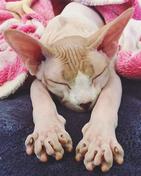 20 Sphynx Babies That Can Charm Even Those Who Dont Like Cats Cat