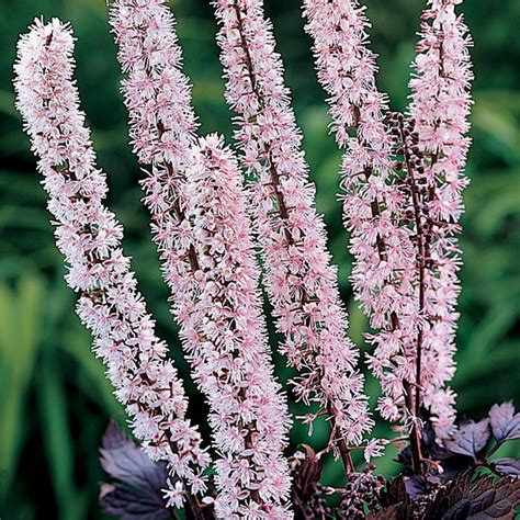 Actaea Pink Spike Sun And Partial Sun Perennials Roots And Rhizomes