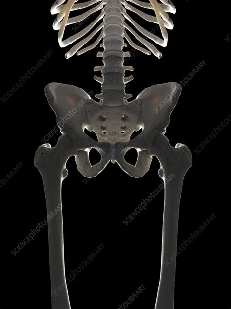 Hip Bones Illustration Stock Image C0553057 Science Photo Library