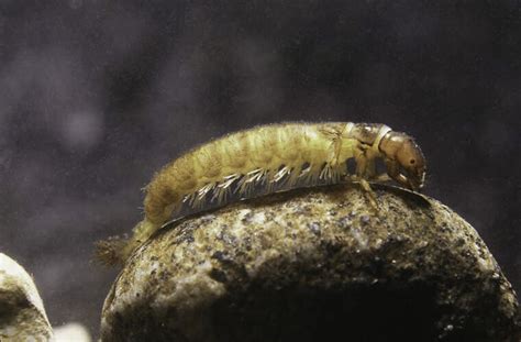Hydropsychidae Caddisfly Larva