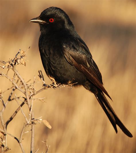 However, there are conditions that specifically affect the eye, including: Deceptive bird "lies" to steal food! | The Why Files