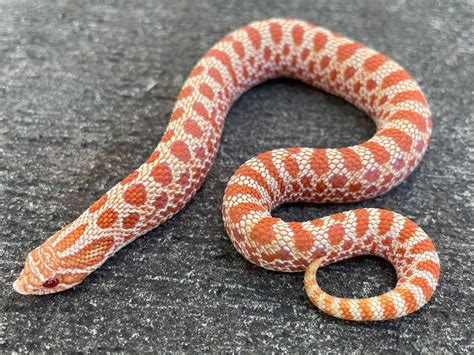 Hognose Snakes For Sale Snakes At Sunset