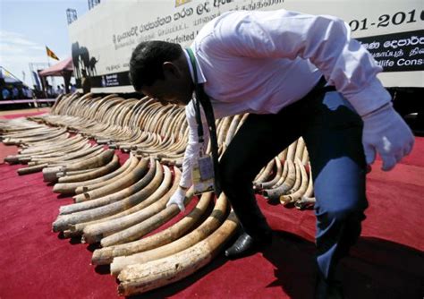 Sri Lanka Destroys Giant Illegal Ivory Haul New Straits Times