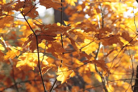 Free Images Forest Branch Sunlight Leaf Autumn Yellow Season