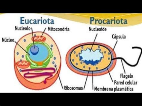 células procariotas e eucariotas biologia grupo escolar My XXX Hot Girl