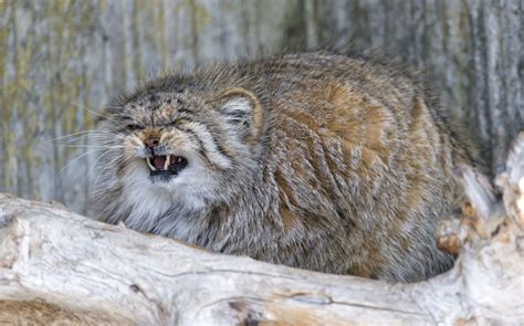 Известно уже, что в домашних условиях могут жить такие дикие кошки, как каракал, камышовый кот, сервал. Манулы от Манюнька за 25 сентября 2015 на Fishki.net