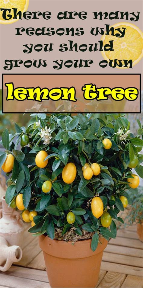 Grow Your Own Lemon Tree From Seed Lemon Tree From Seed How To Grow
