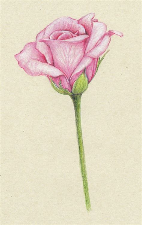 Drawings Pink Roses Pencil Drawings Of Flowers Flower Drawing