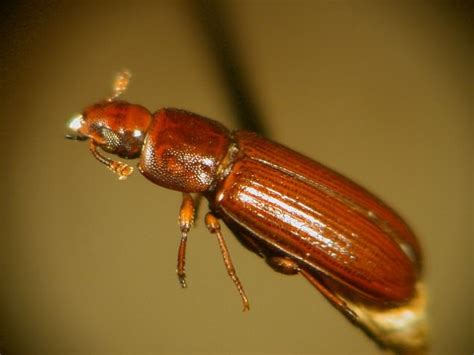Bisexual Beetles Dont Actually Prefer Same Sex Insects Daily Mail