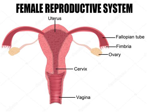 In addition, the female reproductive system provides a suitable environment for the development of the embryo and fetus and is actively involved. Sistema reprodutor feminino — Vetor de Stock ...