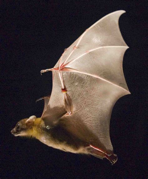 Bats Save Energy By Drawing In Wings On Upstroke News From Brown