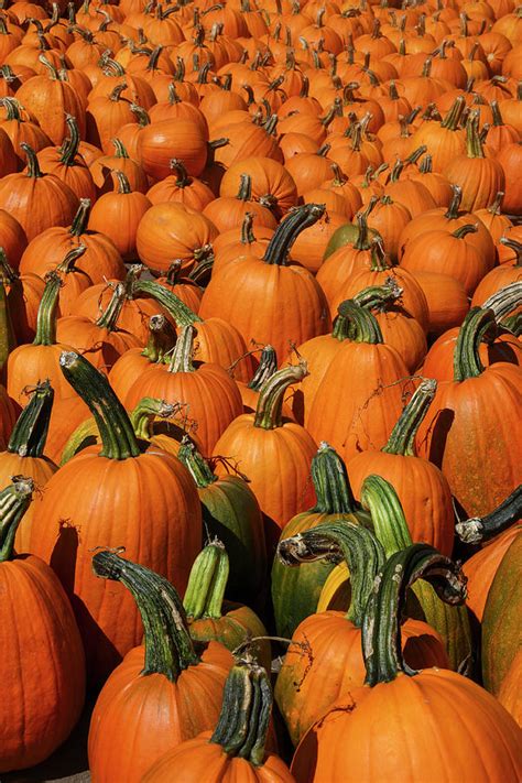 Autumn Harvest Of Ripe Pumpkins Photograph By Garry Gay Fine Art America