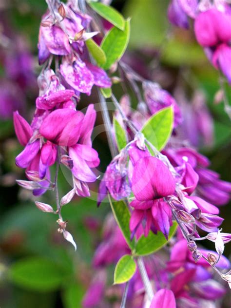 The herbaceous or woody plants have a wide distribution in east. Lespedeza thunbergii | Pink Bush Clover information & photos
