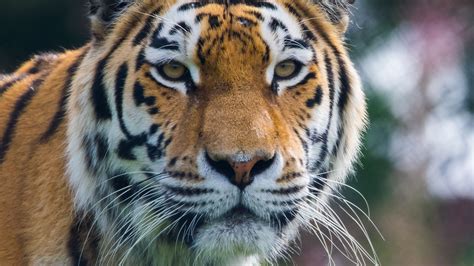 Wallpaper Id 4378 Tiger Predator Big Cat Animal 4k Free Download