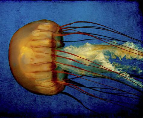 Pacific Sea Nettle Jellyfish Photograph By Copyright Dan Smith