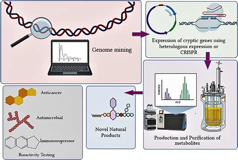 Frontiers Tapping Into Actinobacterial Genomes For Natural Product