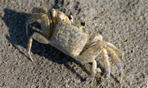 Citizen Science Count The Gulfs Ghost Crabs Wired