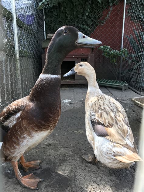 We highly recommend welsh harlequins and metzer farms! Welsh Harlequin For Sale | Ducks | Breed Information | Omlet