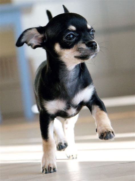 Cute Little Black Chihuahua Running On The Floor The Chihuahua Is The