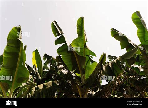 Organic Bananas Farming On Banana Plantation Stock Photo Alamy