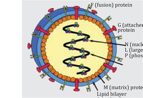 Nipah virus is also known to. The structure of Nipah virus (Source: en.wikipedia.com ...