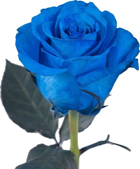Buy Seedcoast Blue Rose Seeds For Planting Rare Rose Bushes Ready To